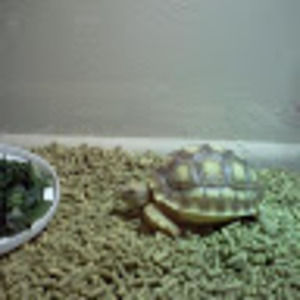 Meet your Posher, Elise